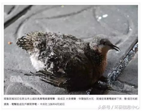 斑鳩死前的徵兆|不只是「笨笨的死法」 鳥類撞電線大有玄機 